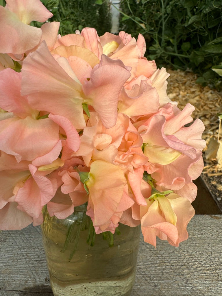 Emma Sweet Pea Seeds