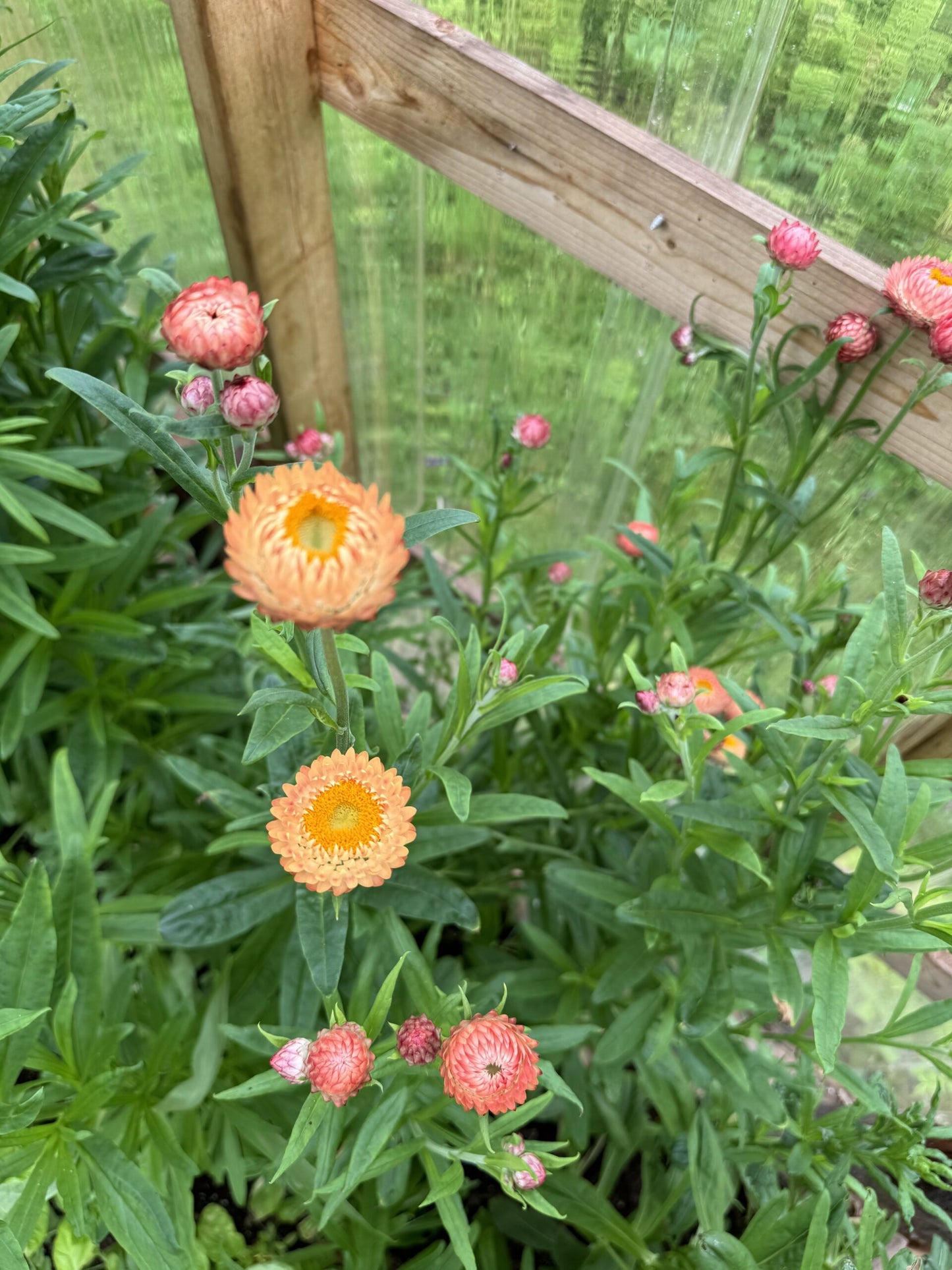 Strawflower Apricot Peach