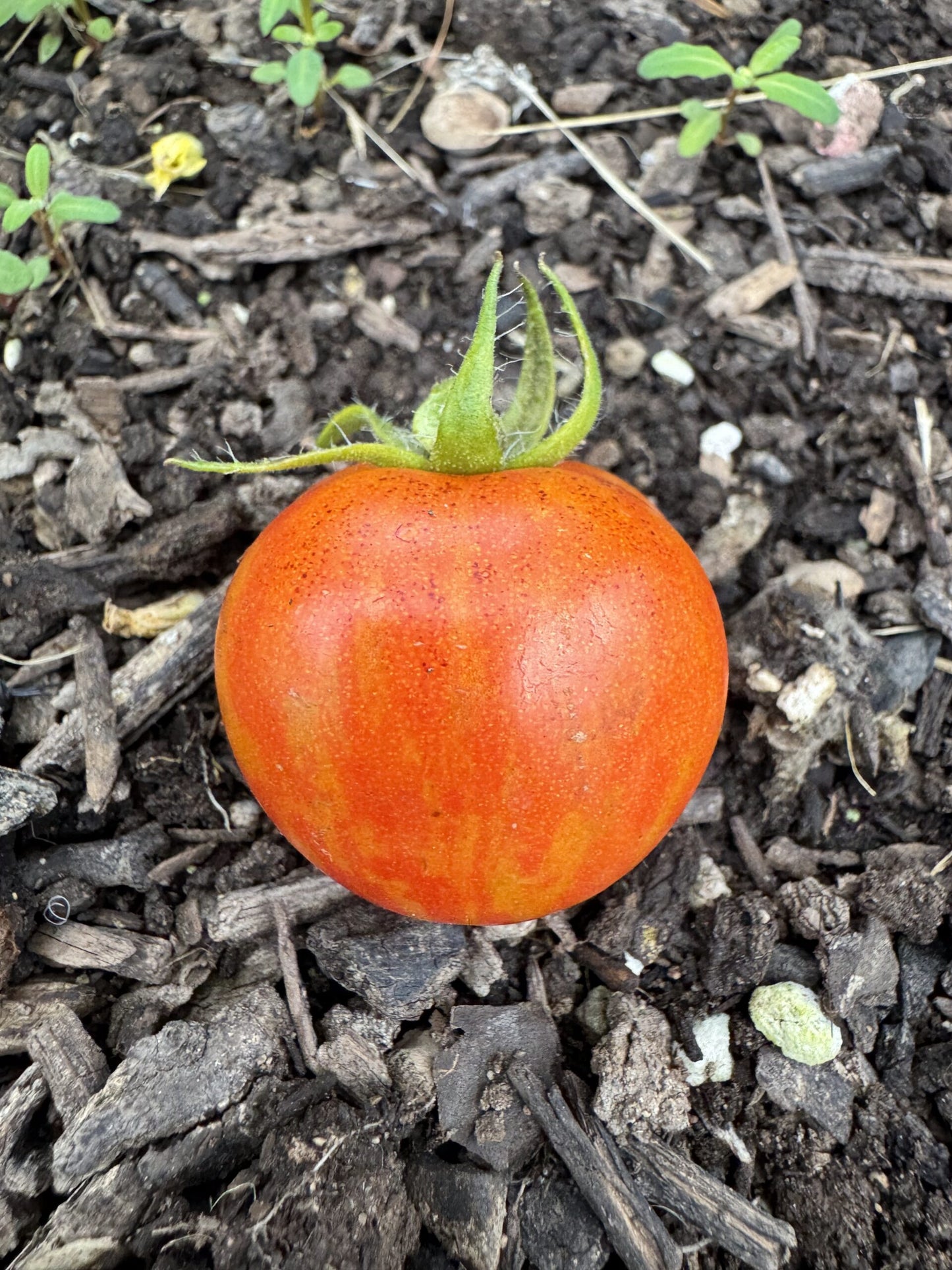 Wizard of Oz: Ruby Slippers Dwarf Cherry Tomato Seeds