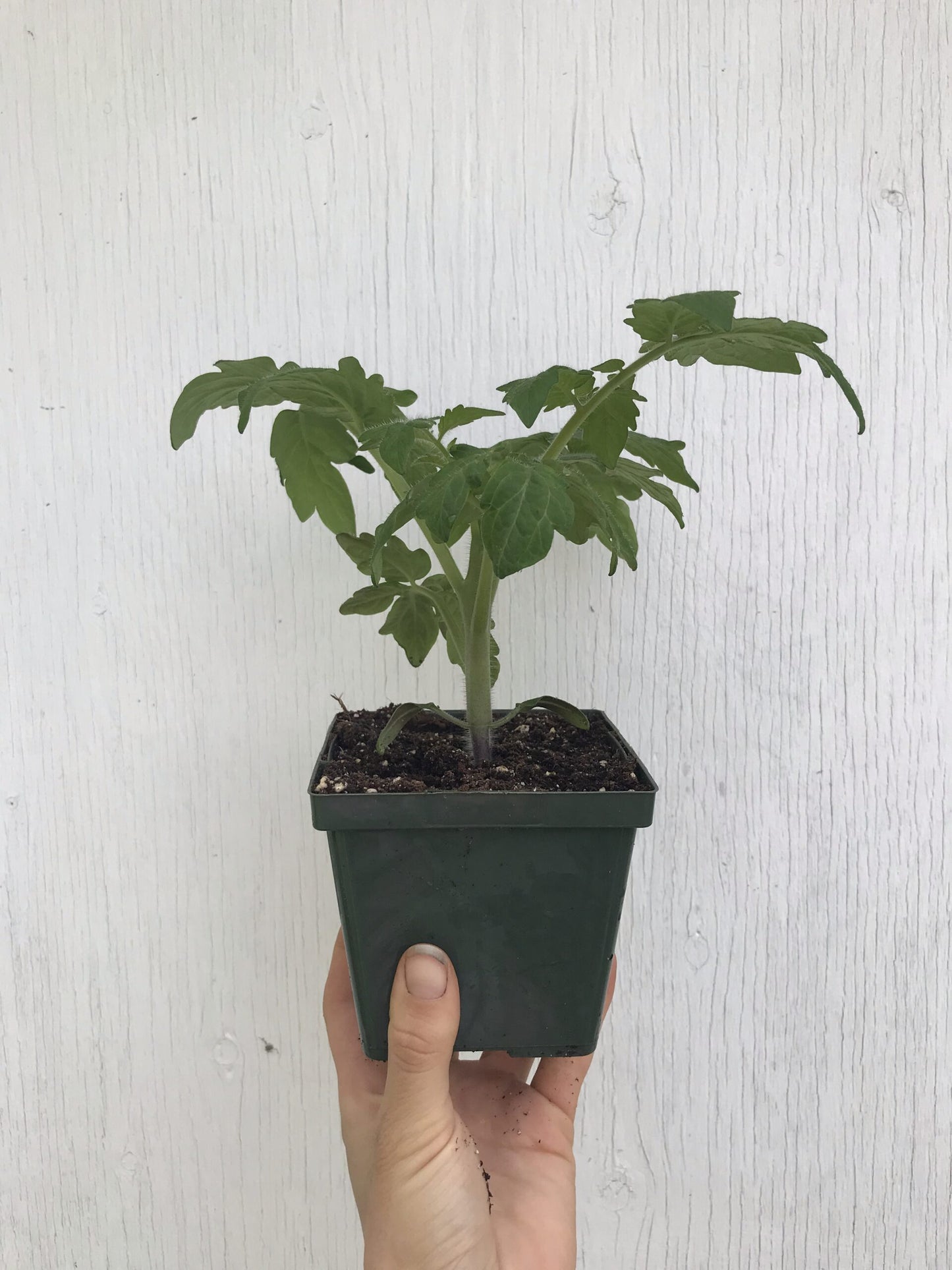 Wizard of Oz: Yellow Brick Road Dwarf Mini Beefsteak Tomato Seeds