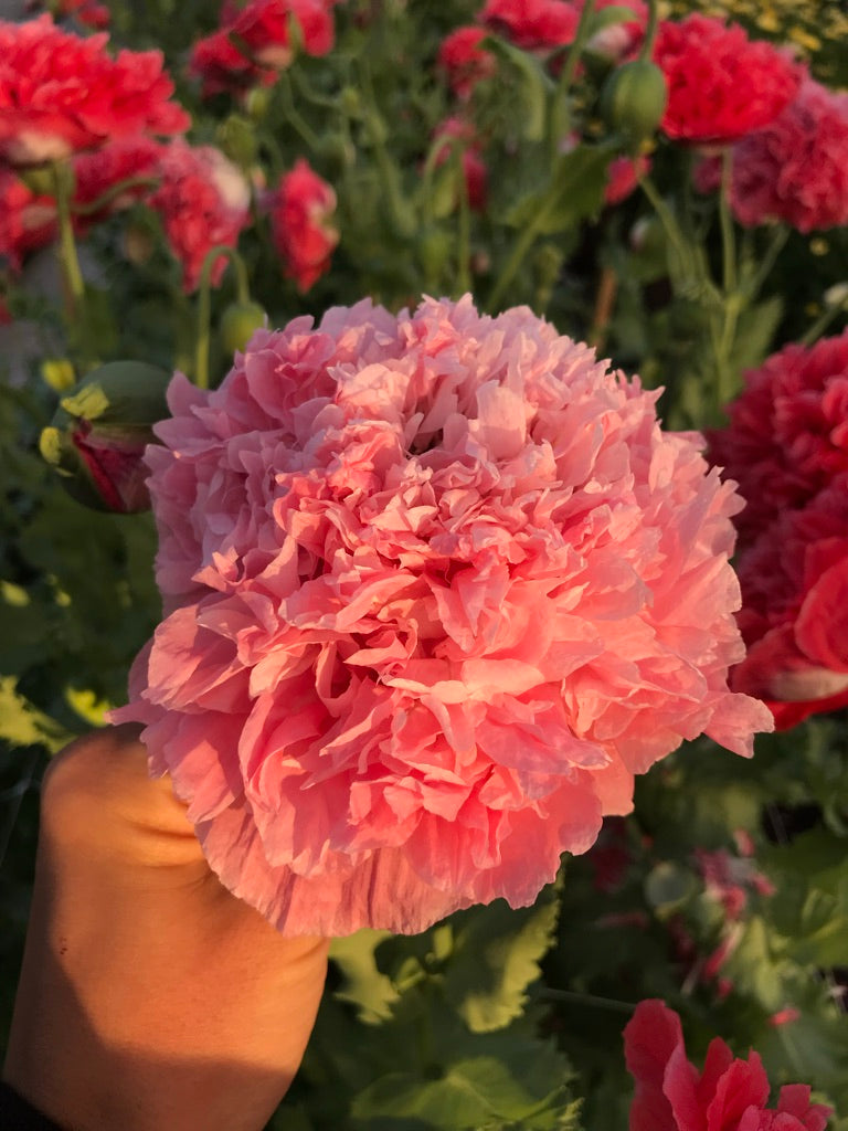 Poppy Frosted Salmon Seeds