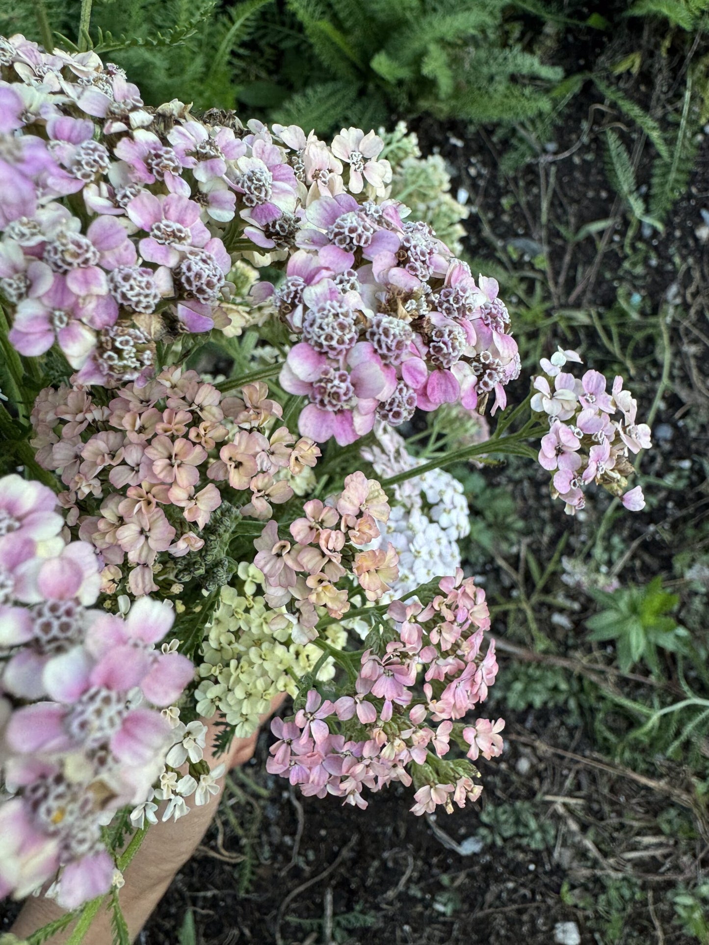 Yarrow Favourite Berries Seeds