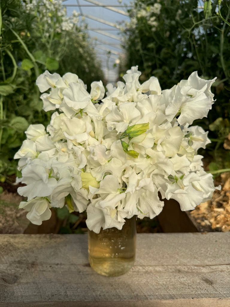 ✨ 極美品 ゼクシィ掲載完売品✨フルア flua white sweet pea Wild Swan Sweet Pea Seeds – Sow Local Seeds