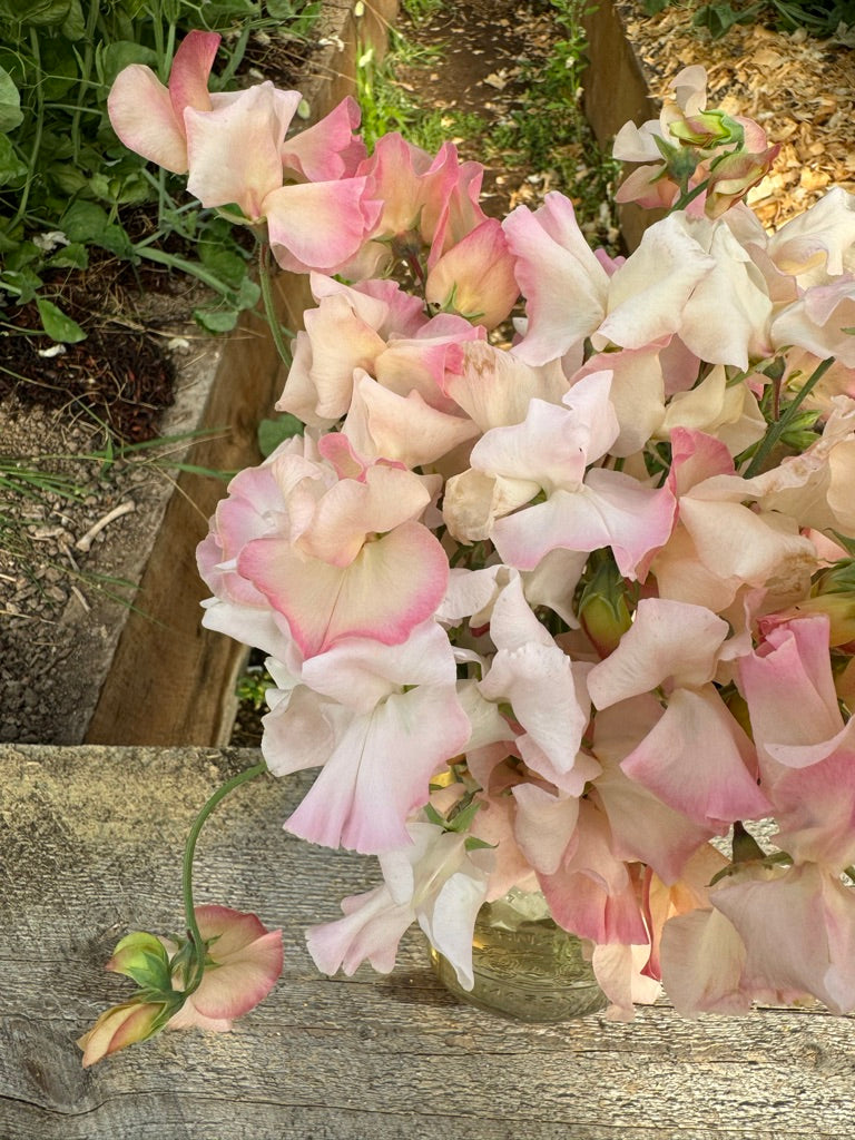 Mollie Rilstone Sweet Pea 25 Seeds