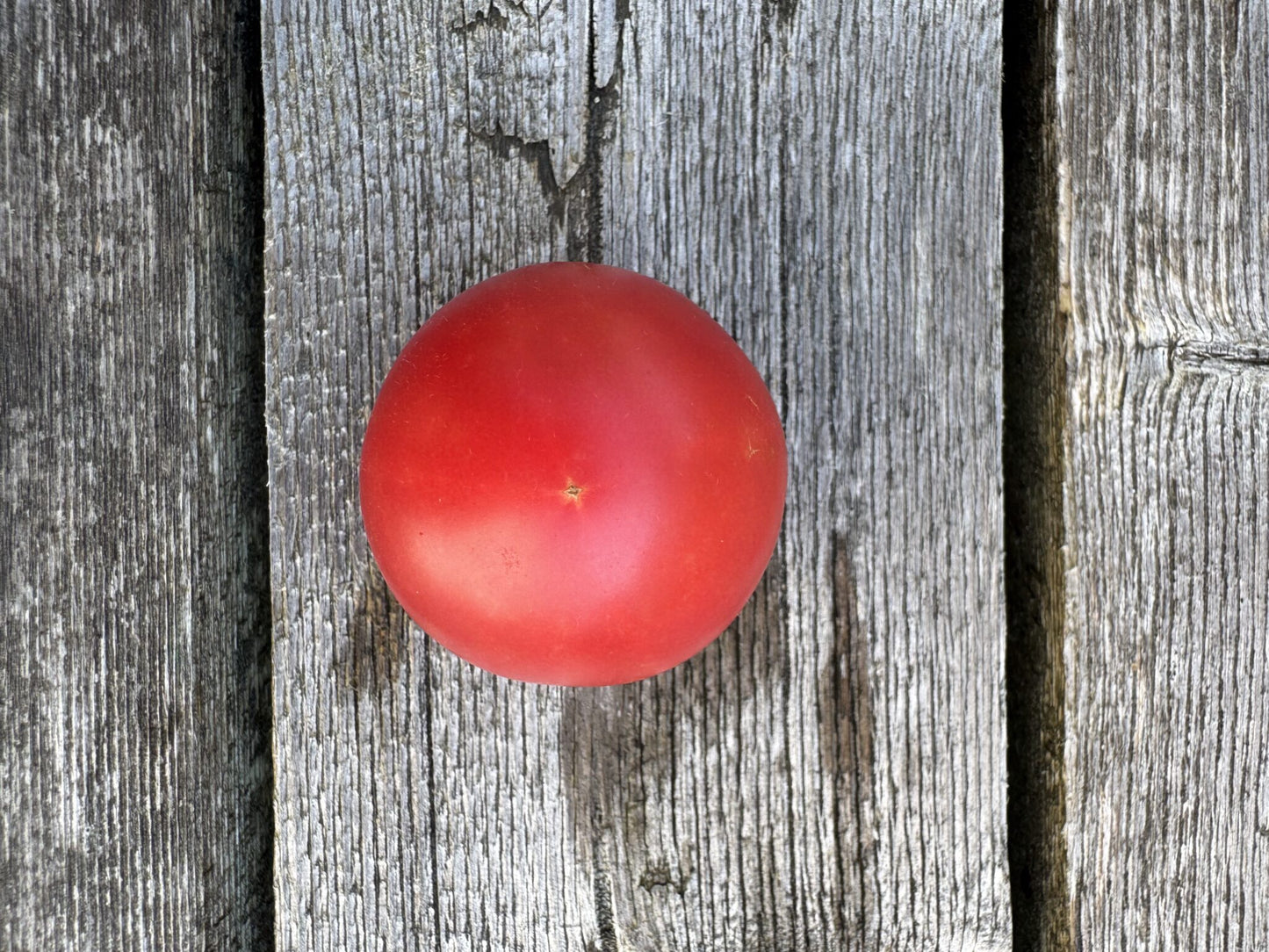 Karma: Pink Indeterminate Cherry Tomato Seeds
