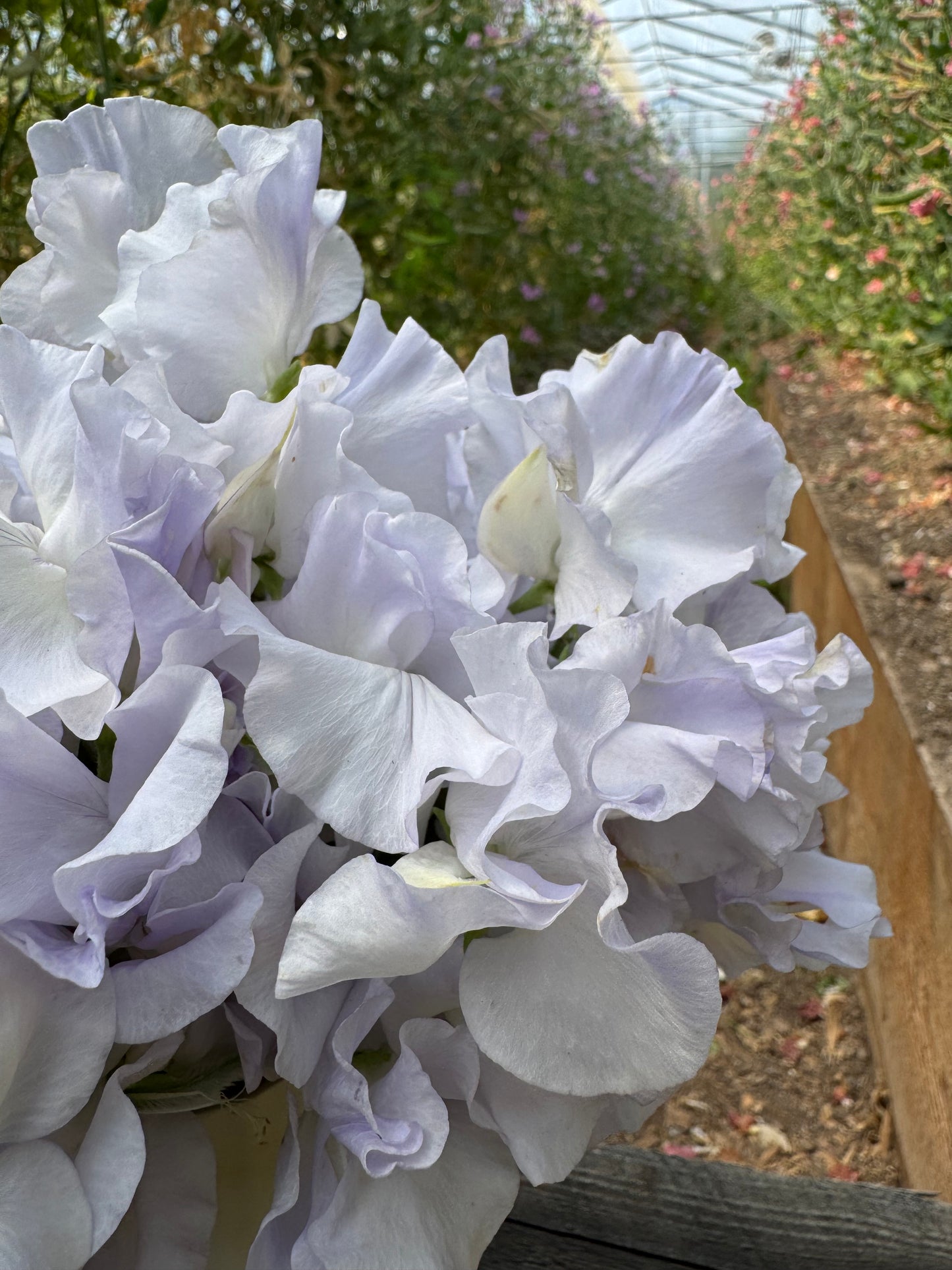 Beverly Ann Sweet Pea 25 Seeds