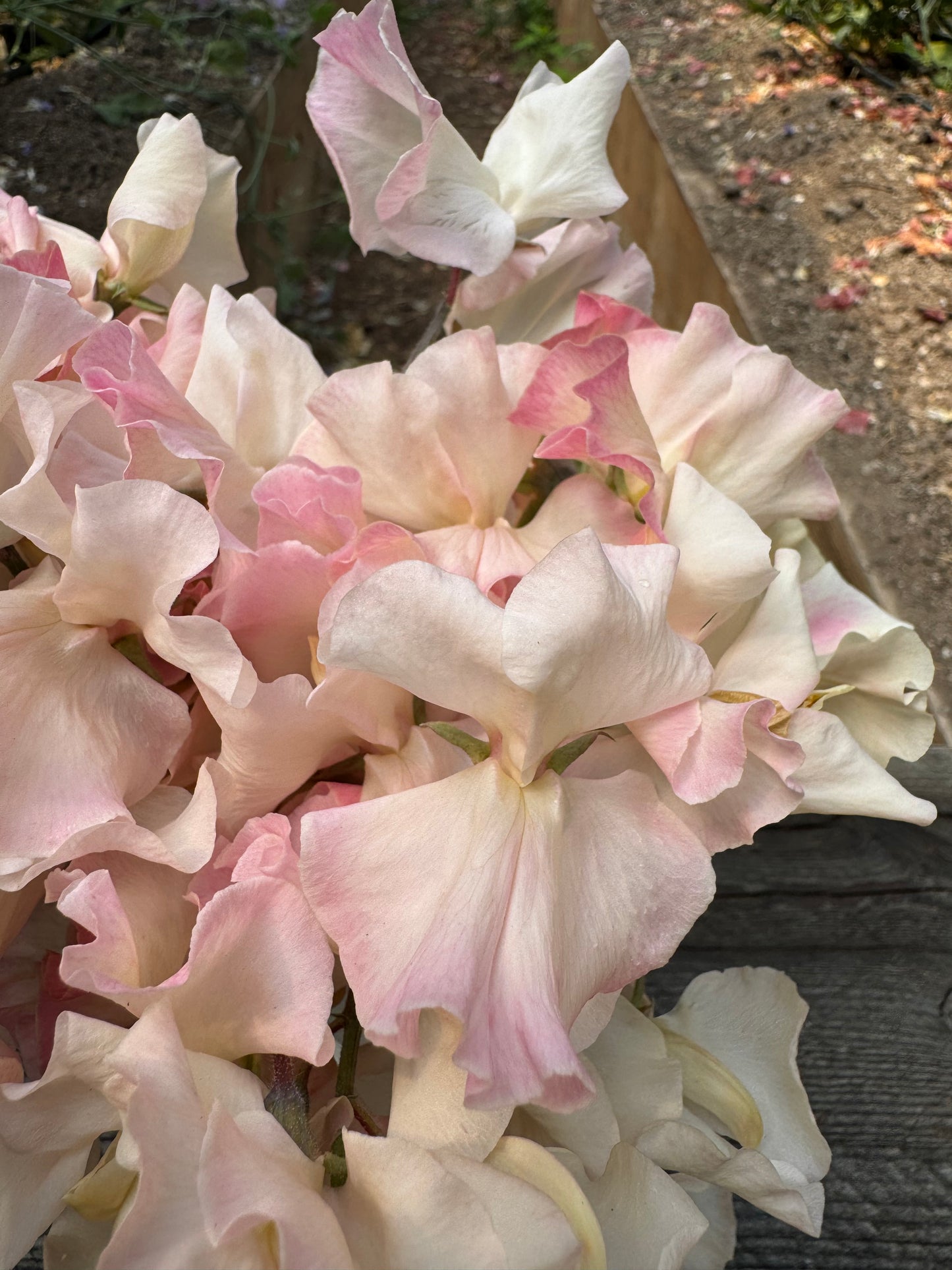 Mollie Rilstone Sweet Pea 50 Seeds