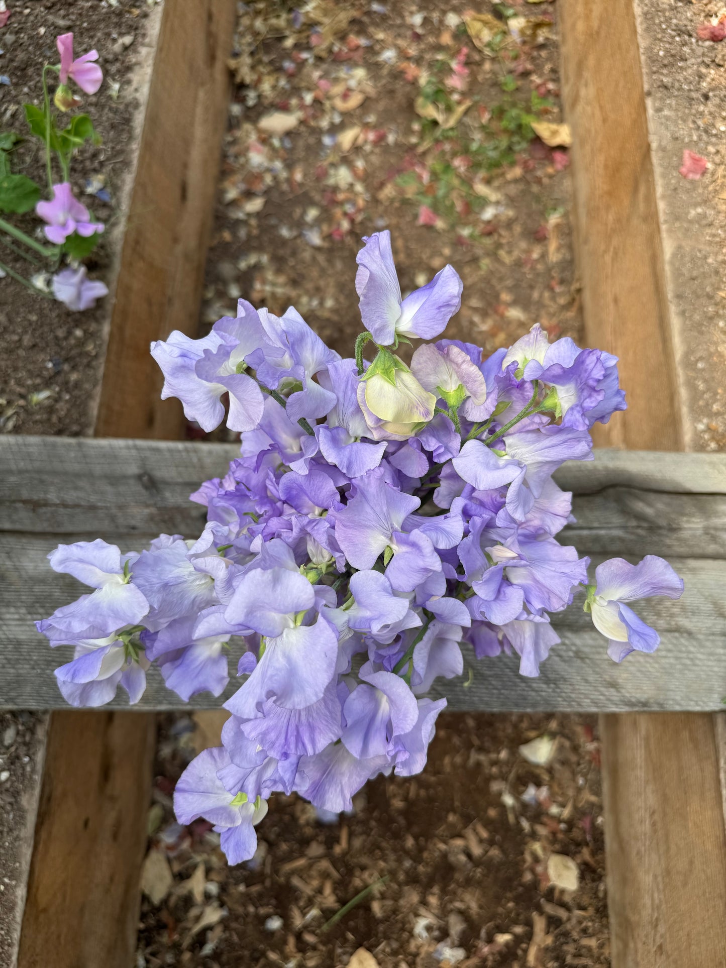 Alison Louise and Beverly Ann Sweet Pea Mix 25 Seeds