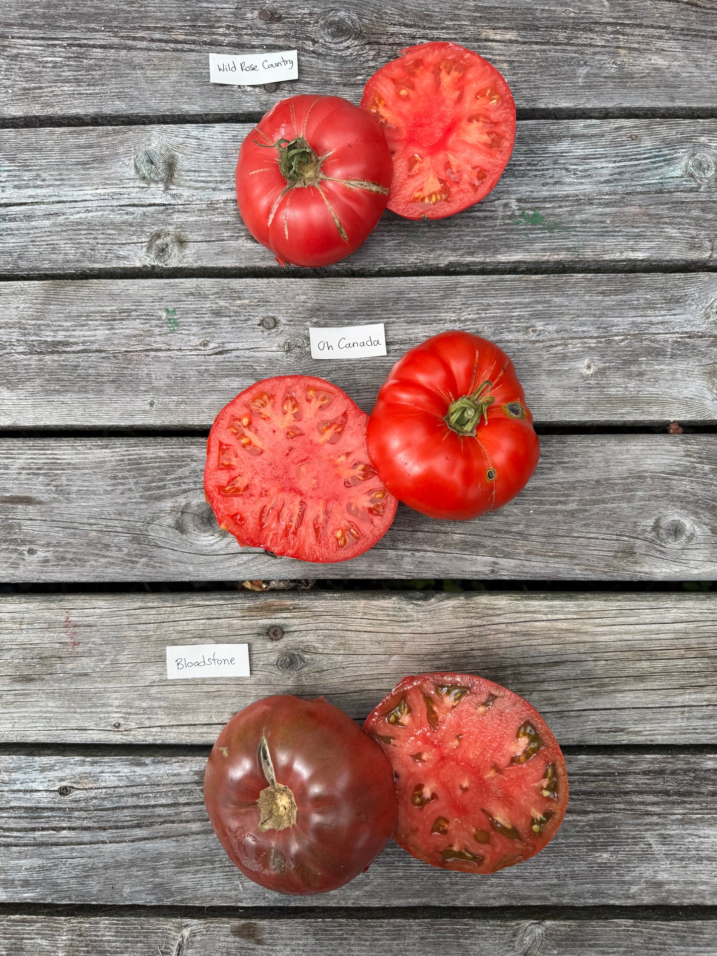 Beefsteak: Wild Rose Country Indeterminate Tomato Seeds