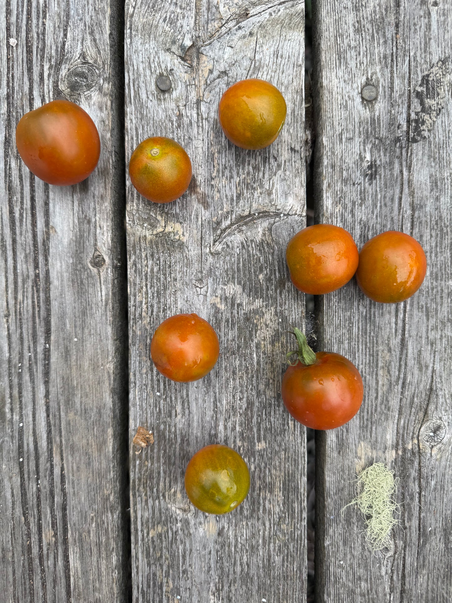 Pumpkin Spice Indeterminate Cherry Tomato Seeds