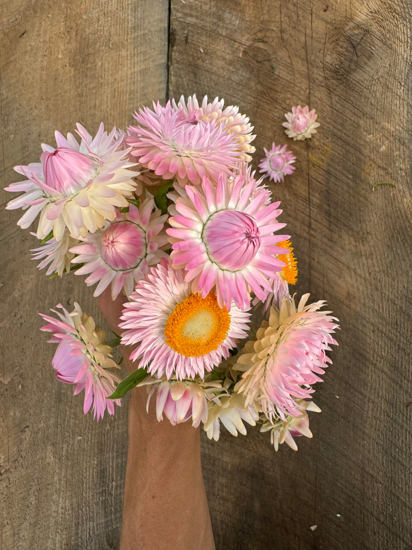 Strawflower Silvery Rose Seeds