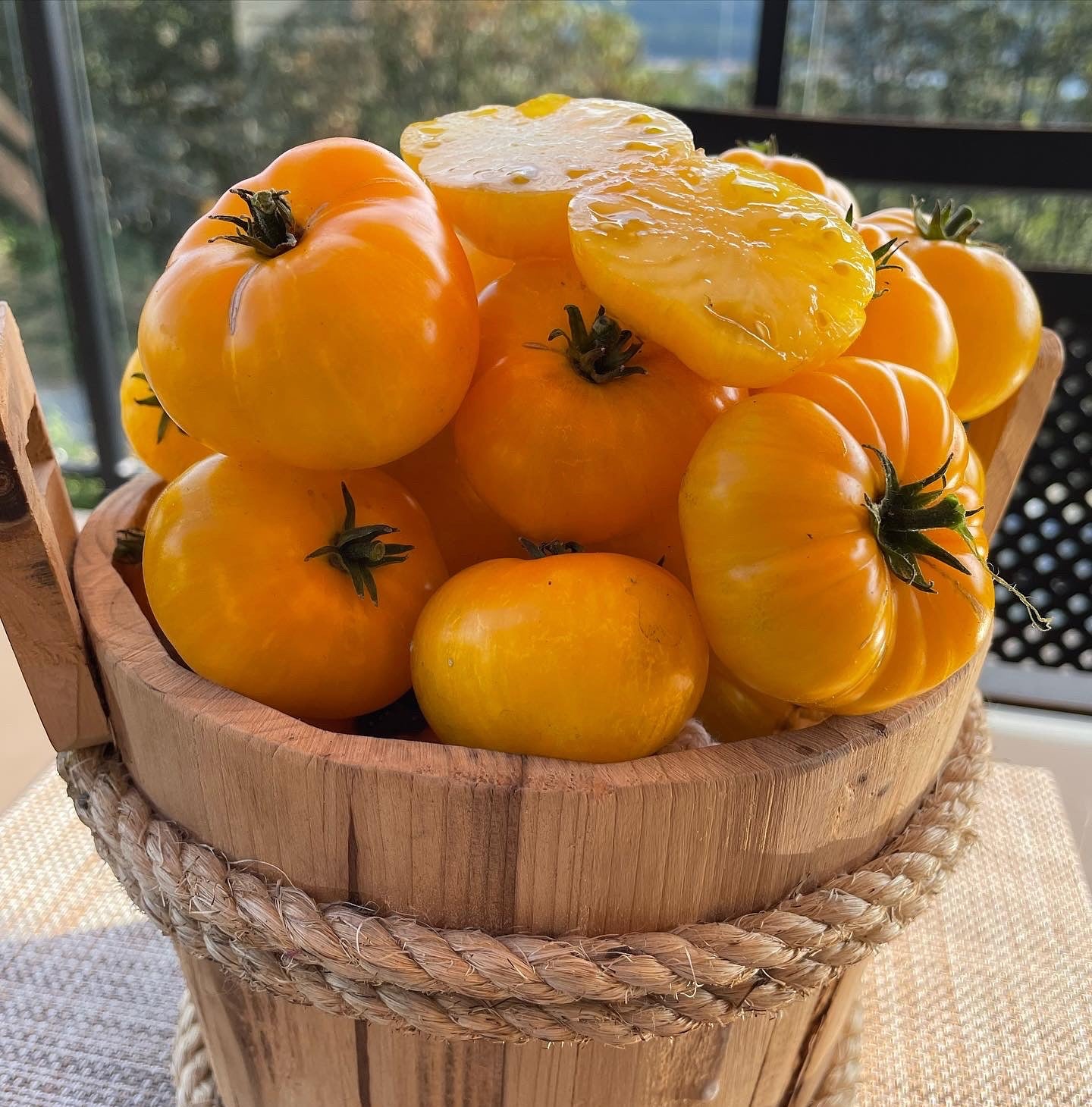 Wizard of Oz: Yellow Brick Road Dwarf Mini Beefsteak tomato seeds