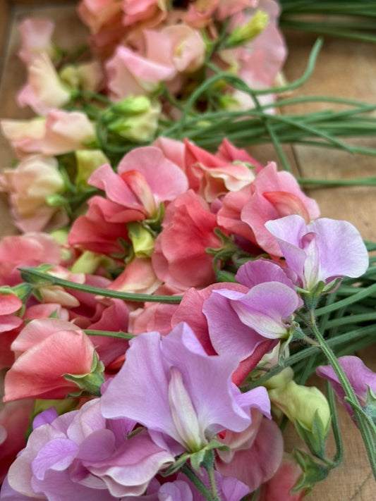 How Profitable Are Flower Seed Crops? kings Ransom sweet pea seeds by Sow Local Seeds