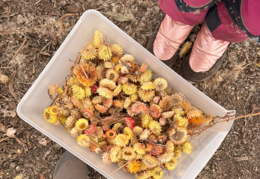 Why Save Flower Seeds?