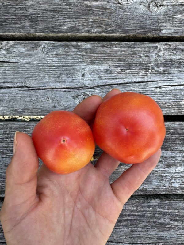 Karma: Apricot Indeterminate Cocktail Tomato Seeds