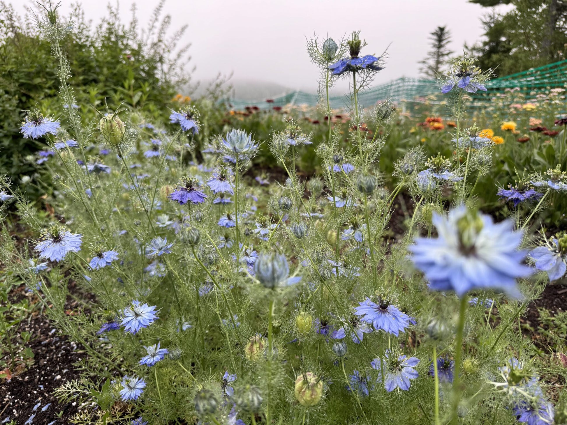 Nigella Miss Jekyll Dark Blue Seeds