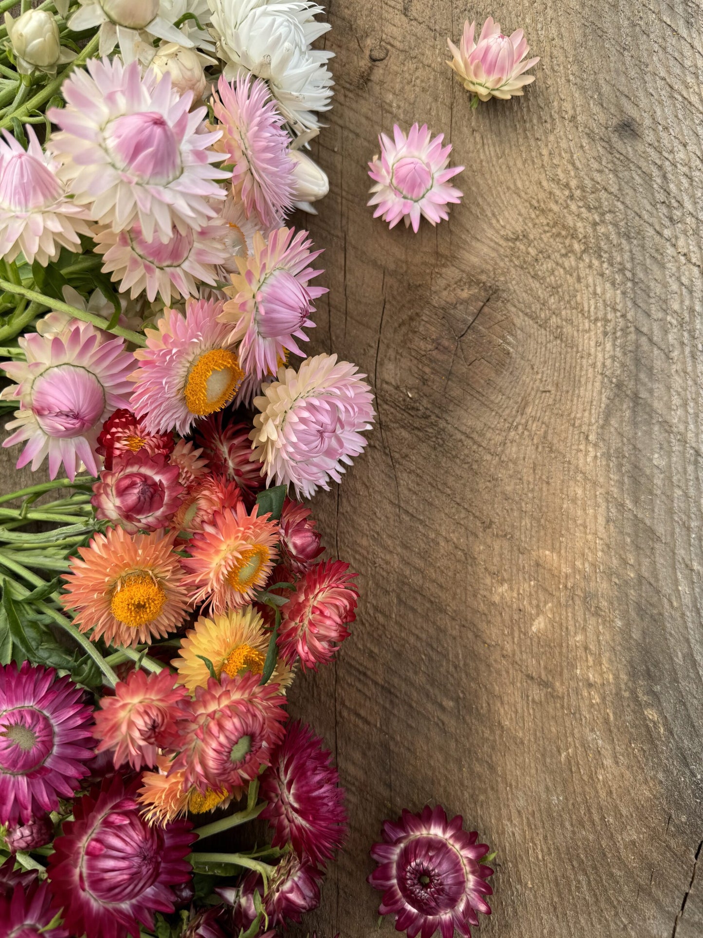 Strawflower Jewel Tones Seeds