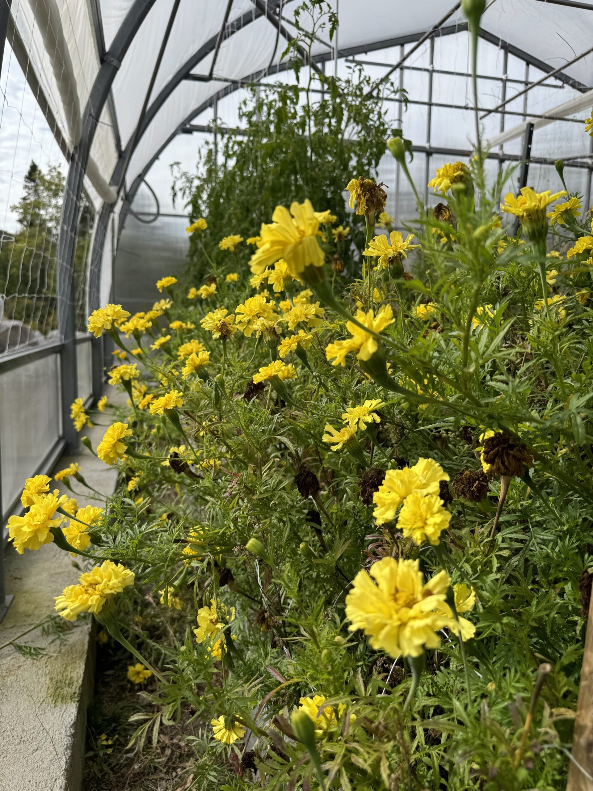 Marigold Afternoon Lemonade