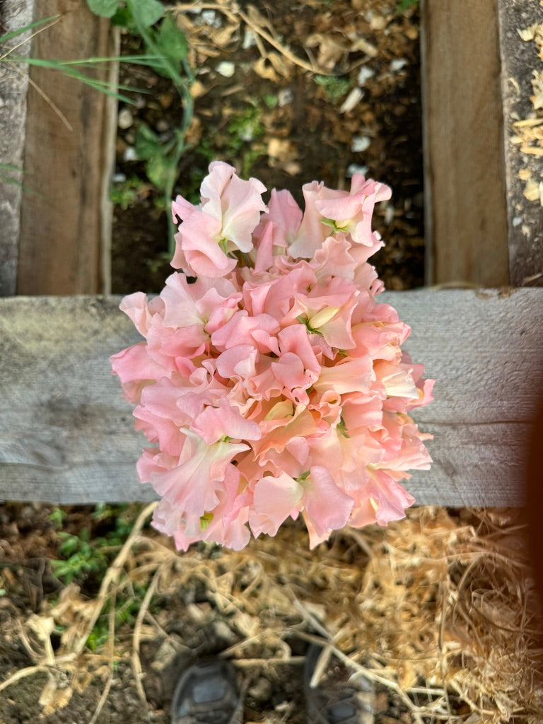 Emma Sweet Pea Seeds