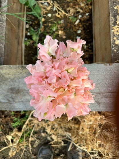 Emma Sweet Pea Seeds