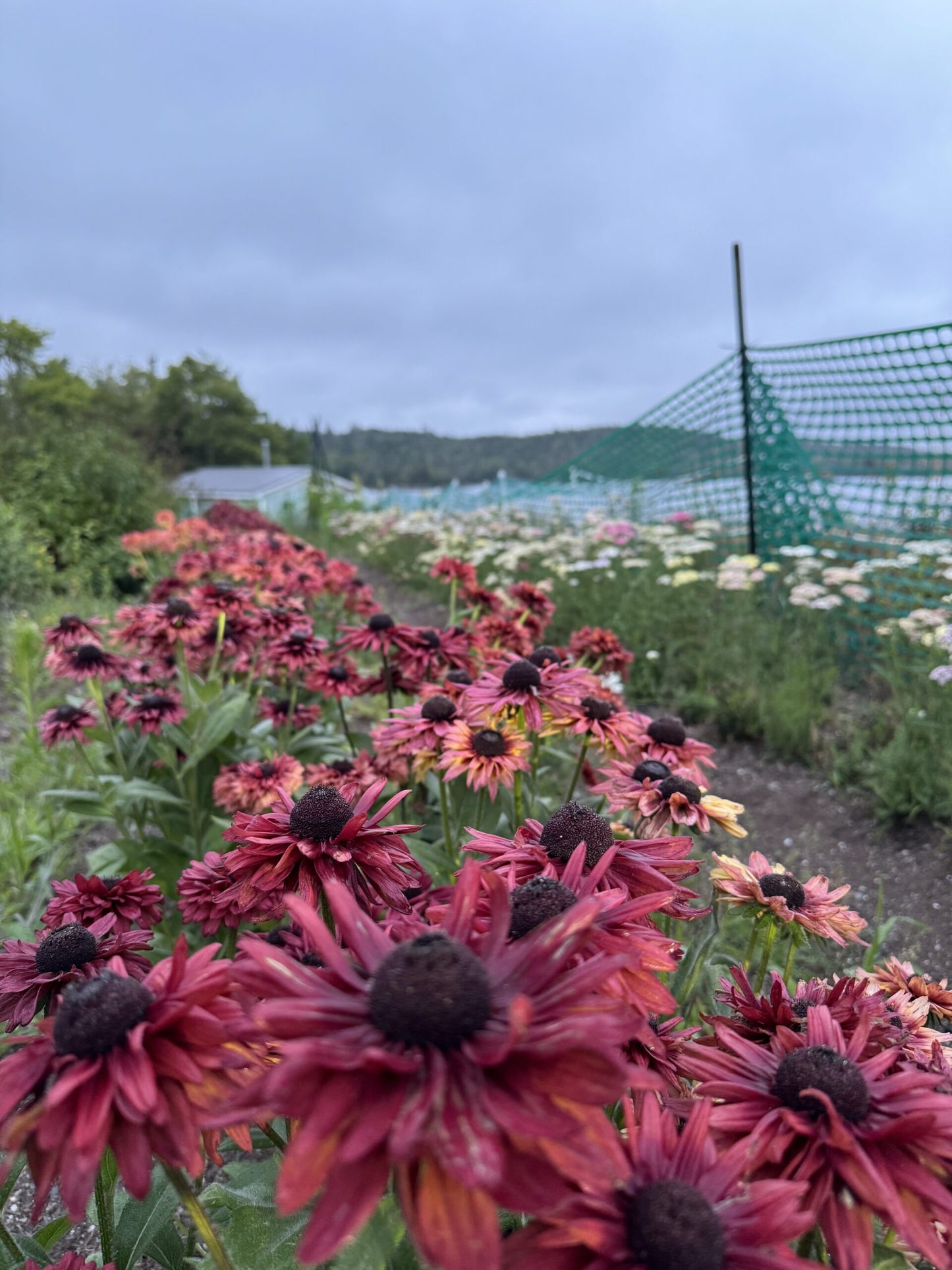 Rudbeckia Sahara Reds