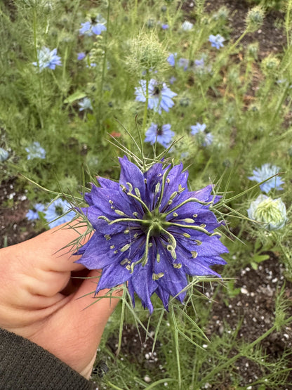 Nigella Miss Jekyll Dark Blue Seeds