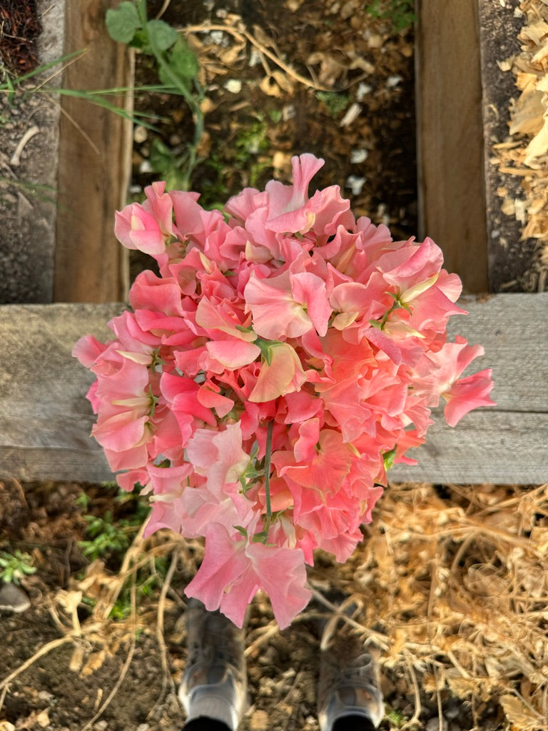 William and Catherine Sweet Pea Seeds