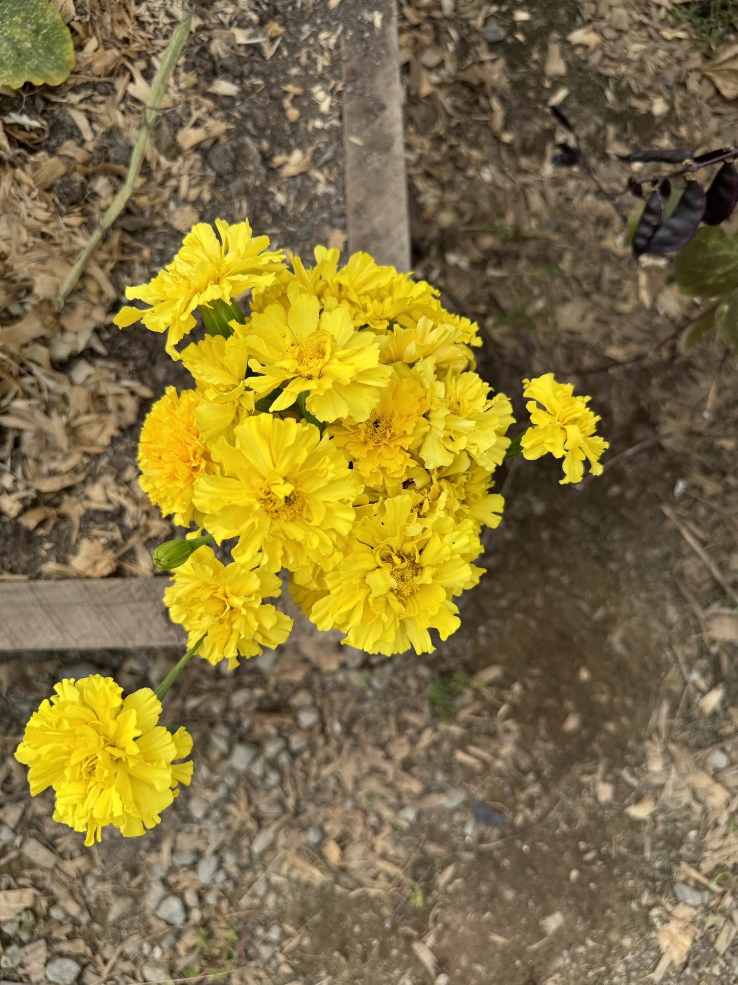 Marigold Afternoon Lemonade