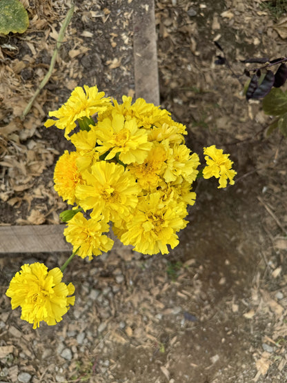 Marigold Afternoon Lemonade