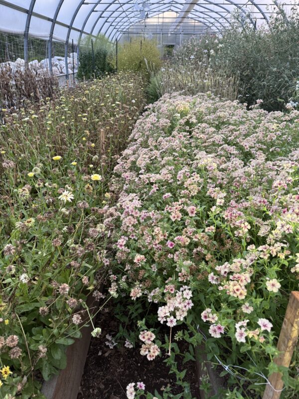Phlox Raspberry Pinwheel 