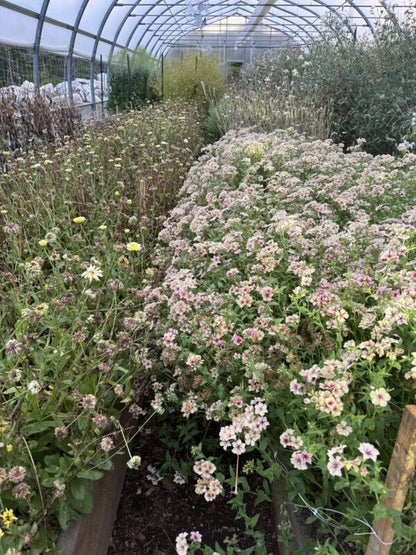 Phlox Raspberry Pinwheel 
