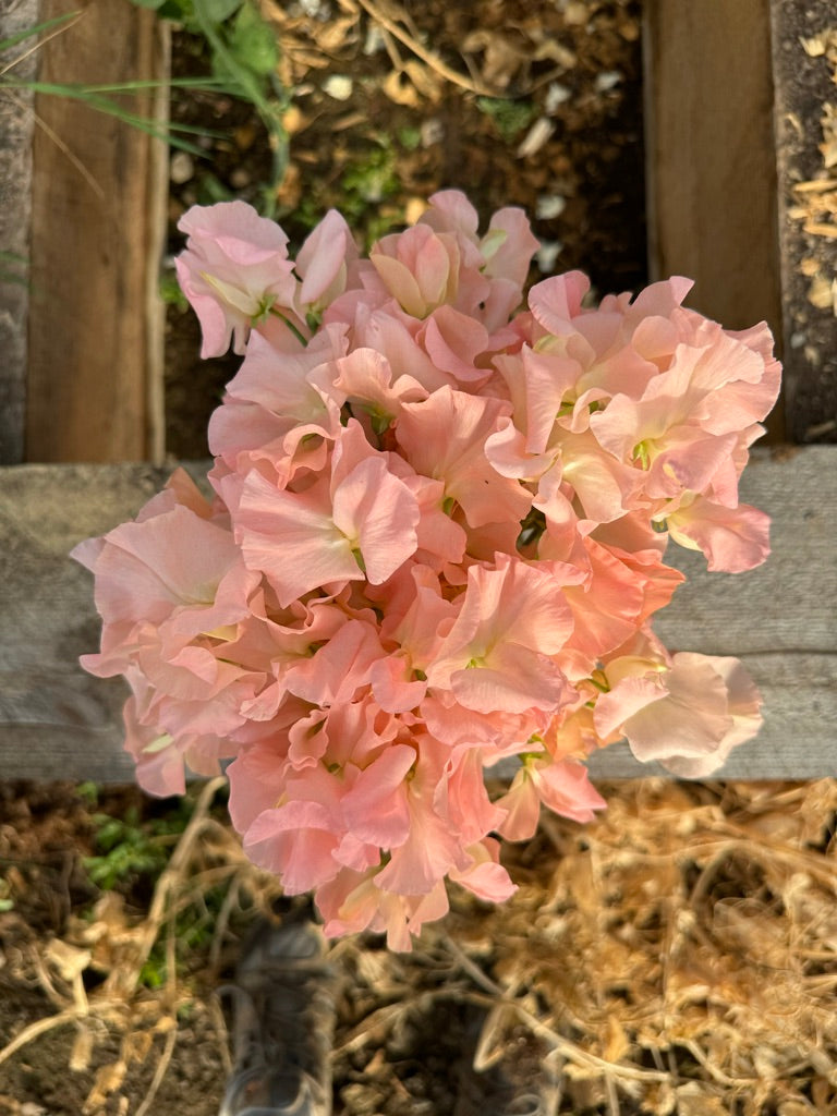 Gilly Norah Sweet Pea Seeds