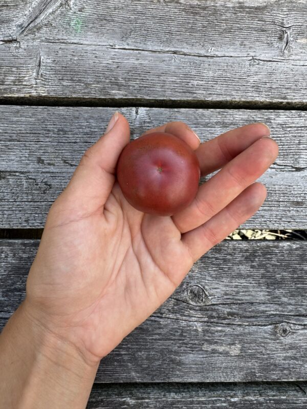 Karma: Purple Multiflora Indeterminate Cocktail Tomato Seeds