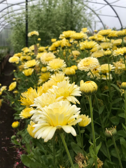 Calendula Ivory Princess Seeds