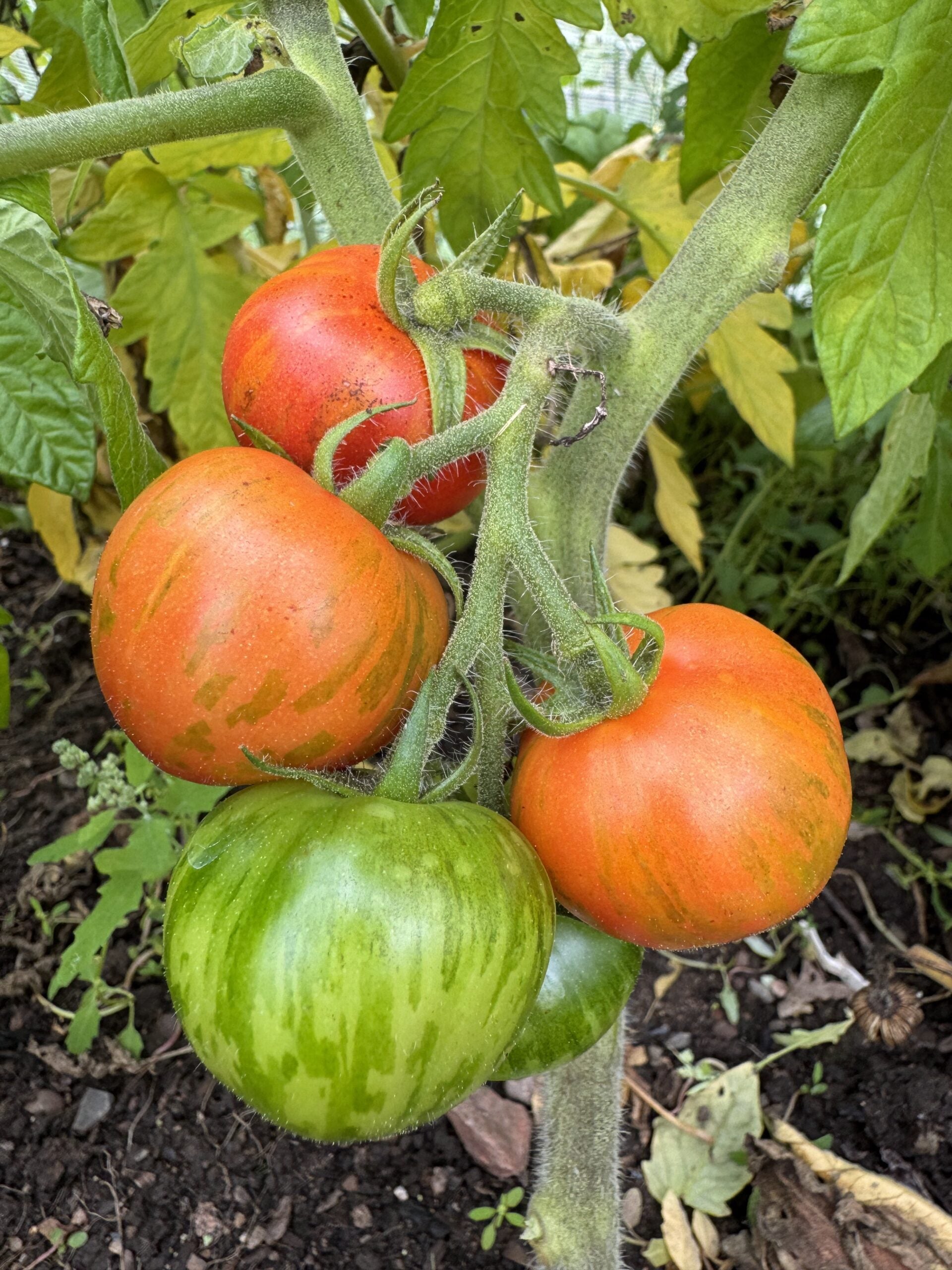 Wizard of Oz: Ruby Slippers Dwarf Cherry Tomato Seeds
