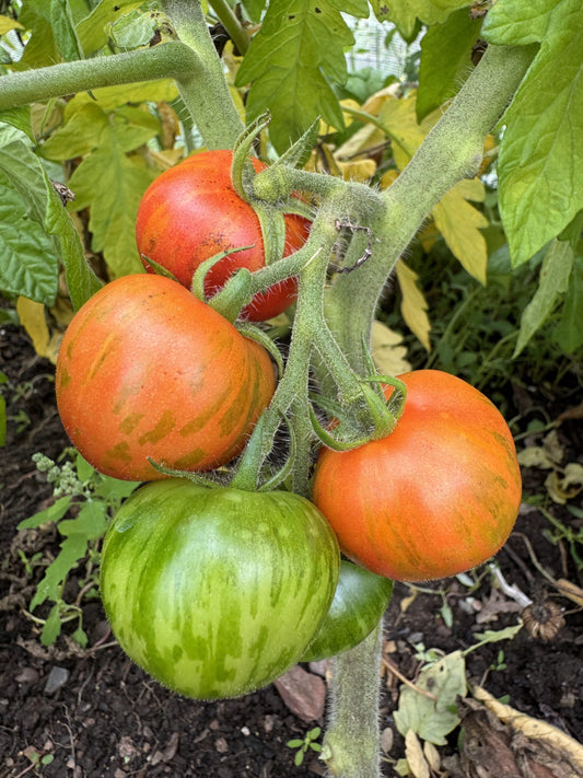 Wizard of Oz: Ruby Slippers Dwarf Cherry Tomato Seeds