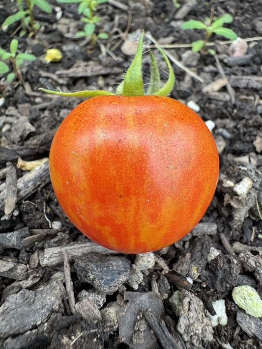 Wizard of Oz: Ruby Slippers Dwarf Cherry Tomato Seeds