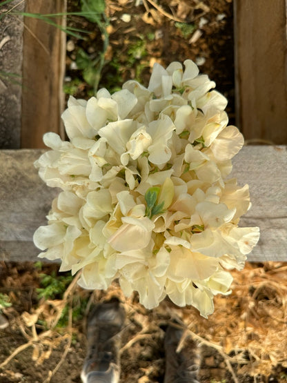 Juliet Sweet Pea Seeds