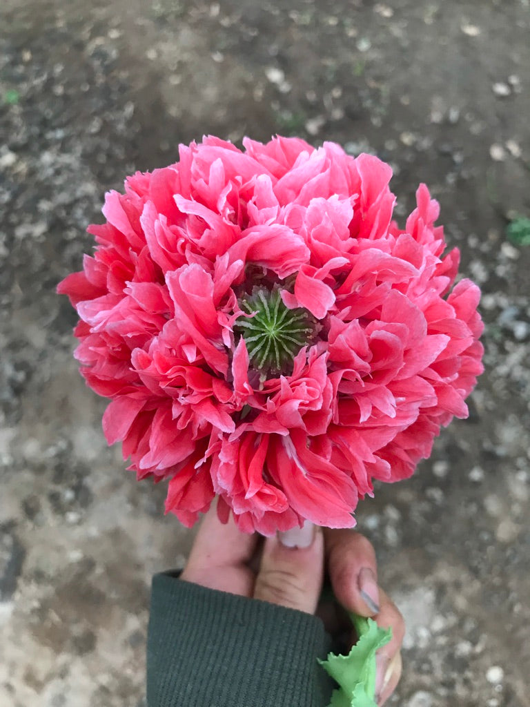 Poppy Frosted Salmon Seeds