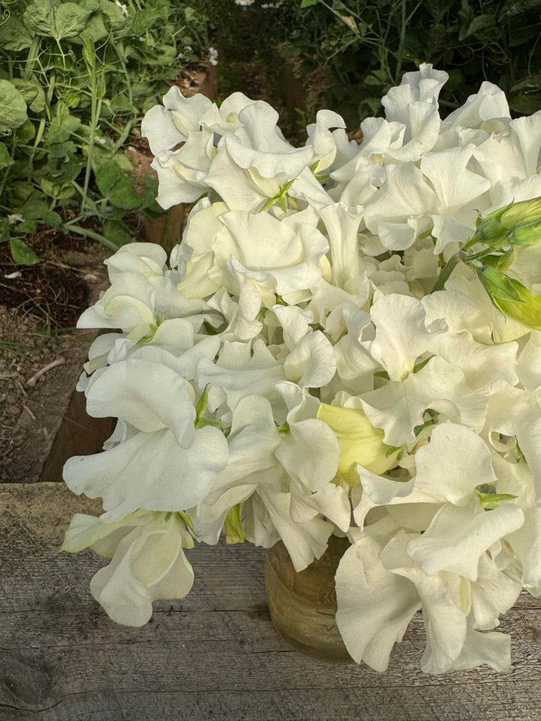 Wild Swan Sweet Pea Seeds