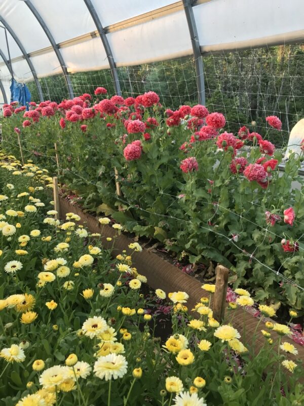 Poppy Frosted Salmon Seeds