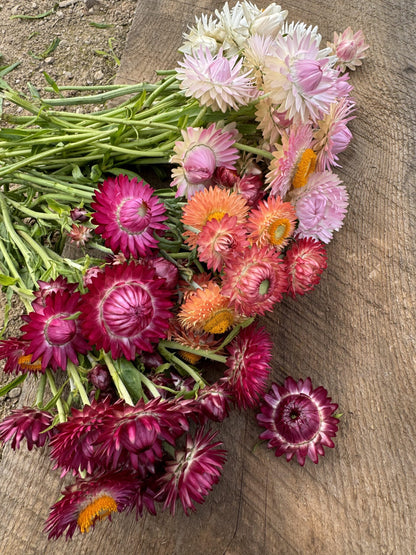 Strawflower Purple Red Seeds
