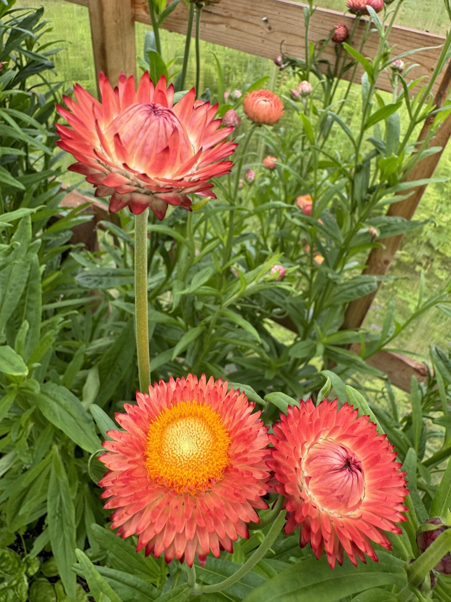 Strawflower Apricot Peach