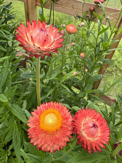 Strawflower Apricot Peach