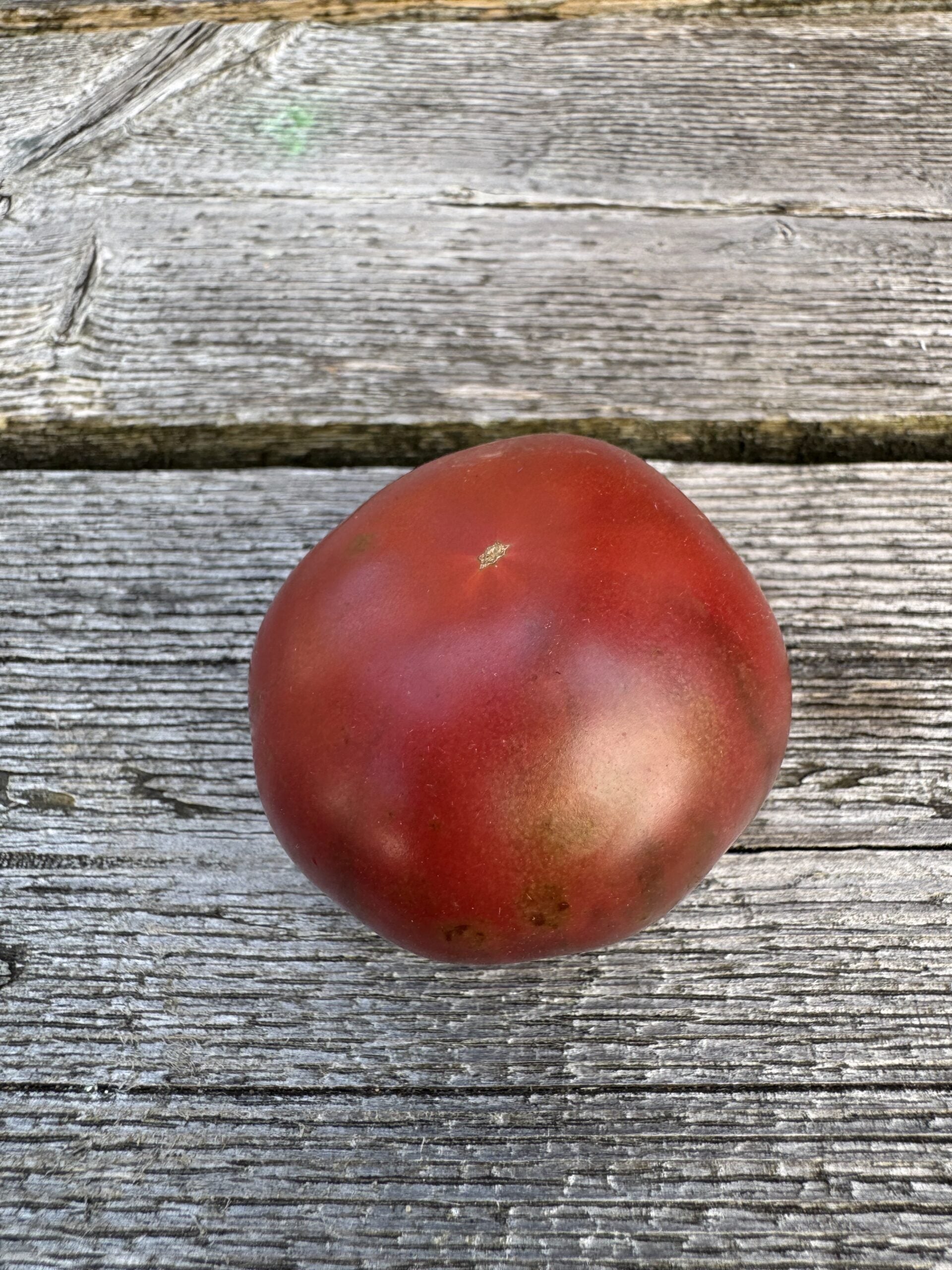Karma Purple Indeterminate tomatoes