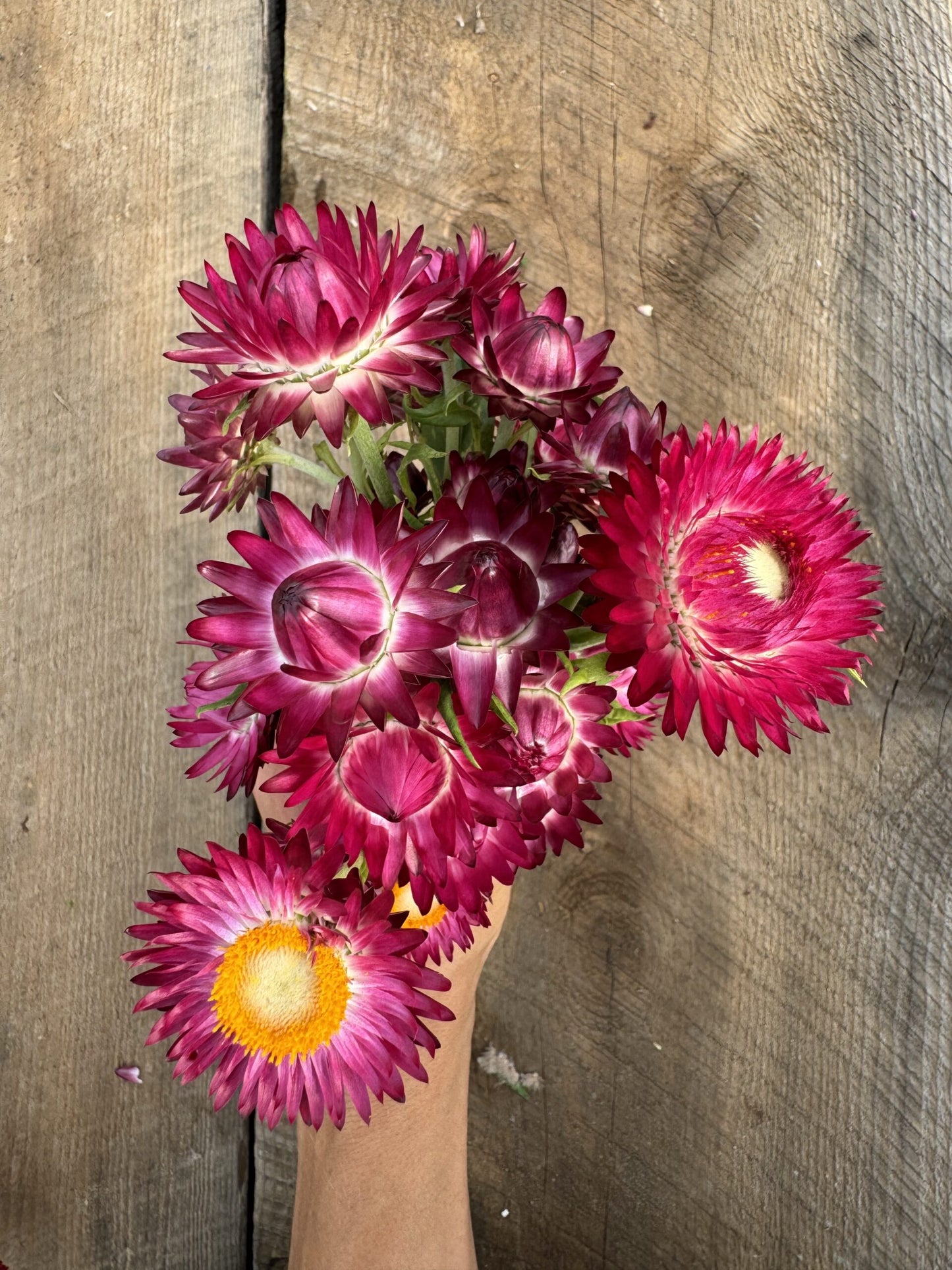 Strawflower Jewel Tones Seeds