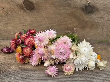 Strawflower Jewel Tones Seeds