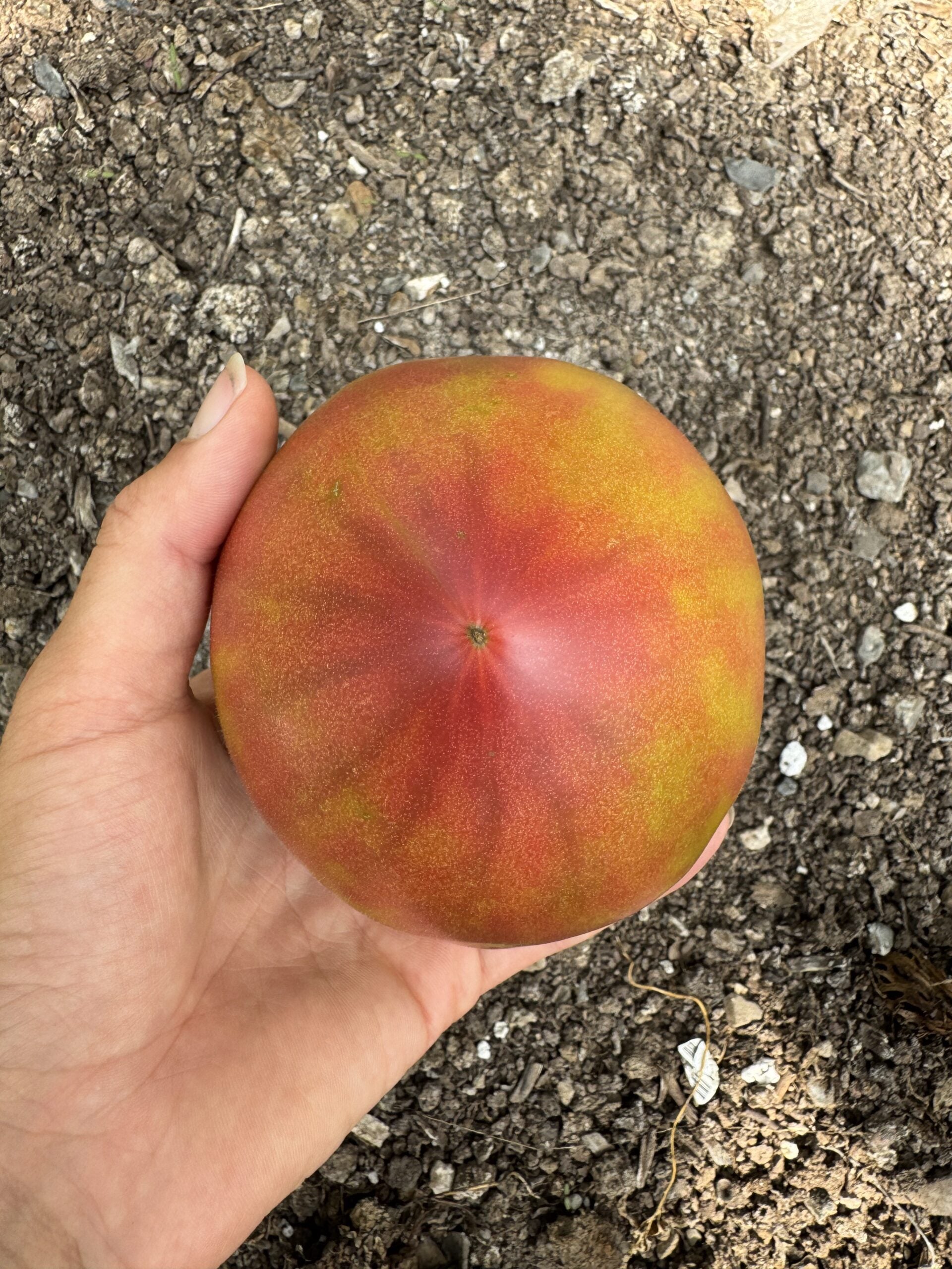 True Colours tomatoes