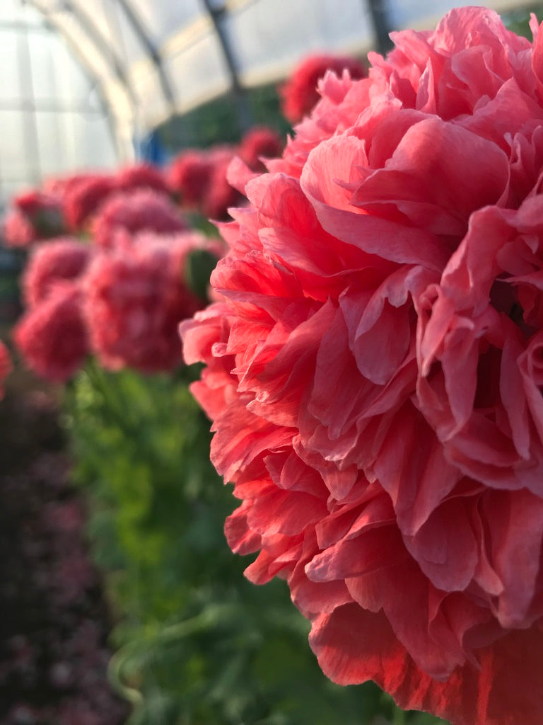 Flower Seed Farm Sow Local Seeds