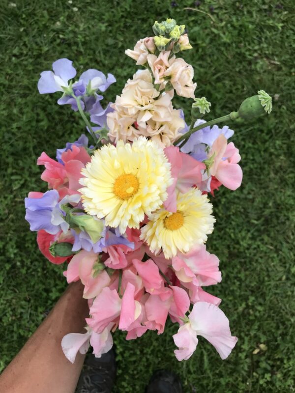 William and Catherine Sweet Pea Seeds